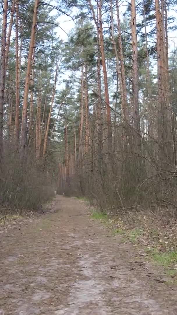 Vidéo verticale d'une route dans la forêt, au ralenti