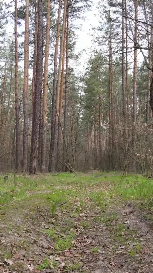 숲 속 도로의 수직 영상, 느린 움직임 — 비디오