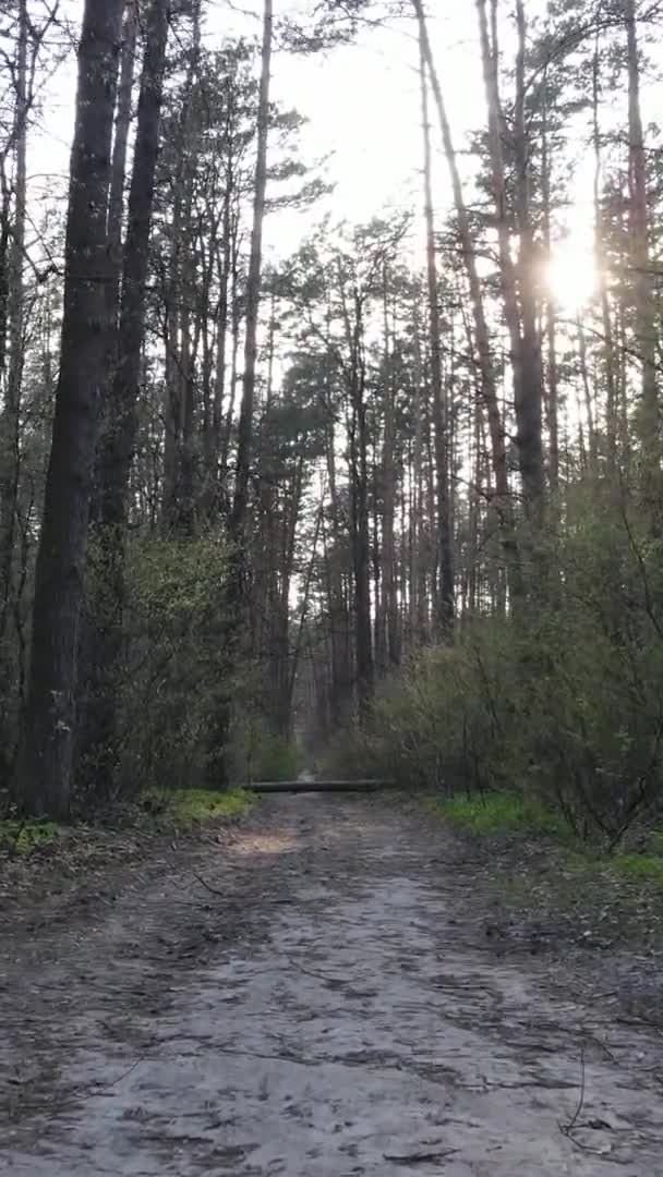 Vidéo verticale d'une route dans la forêt, au ralenti