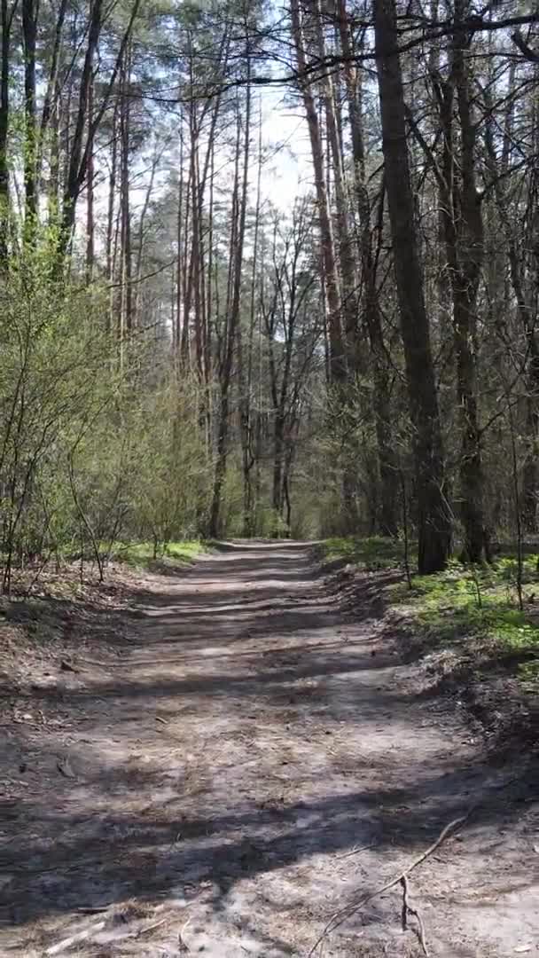 Vidéo verticale d'une route dans la forêt, au ralenti