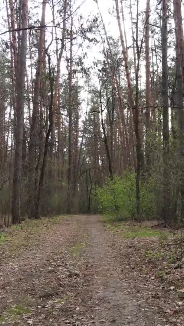 Vertikal video av en väg i skogen, slow motion — Stockvideo