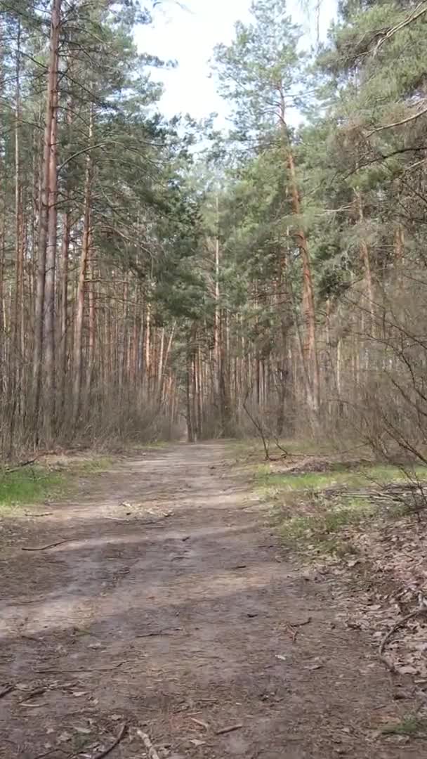 Ormandaki bir yolun dikey videosu, yavaş çekim. — Stok video