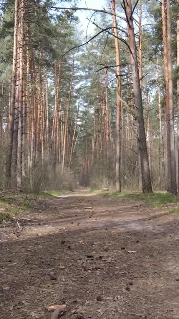 Vidéo verticale d'une route dans la forêt, au ralenti