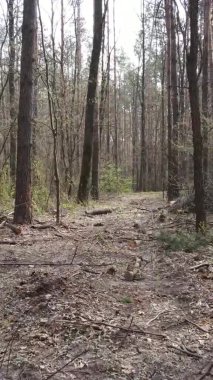 Ormandaki bir yolun dikey videosu, yavaş çekim.