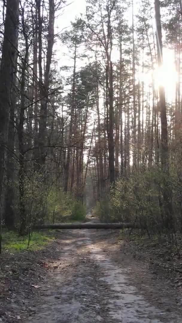 Vídeo vertical de un camino en el bosque, cámara lenta — Vídeo de stock