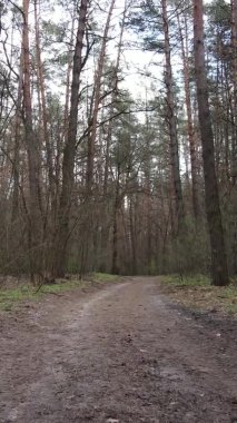 Ormandaki bir yolun dikey videosu, yavaş çekim.