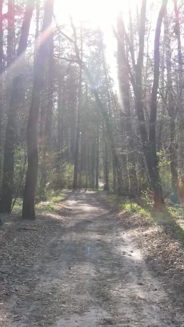 Vidéo verticale d'une route dans la forêt, au ralenti — Video