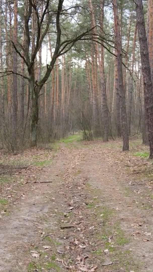 Vidéo verticale d'une route dans la forêt, au ralenti
