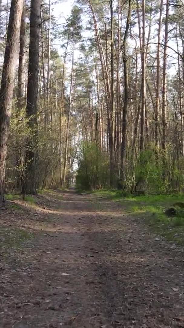 Vidéo verticale d'une route dans la forêt, au ralenti