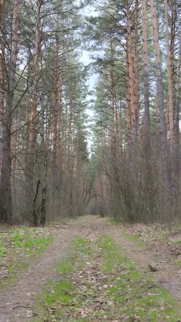 Vidéo verticale d'une route dans la forêt, au ralenti