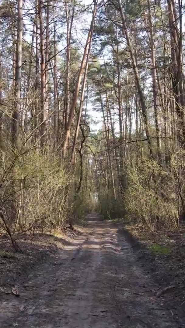 Vidéo verticale d'une route dans la forêt, au ralenti