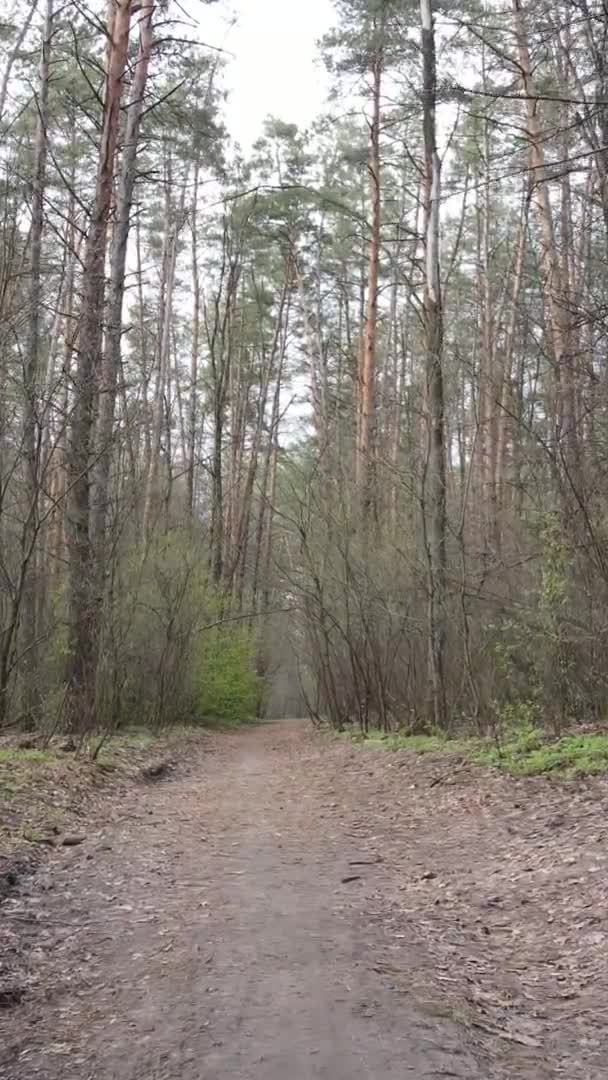 Vidéo verticale d'une route dans la forêt, au ralenti