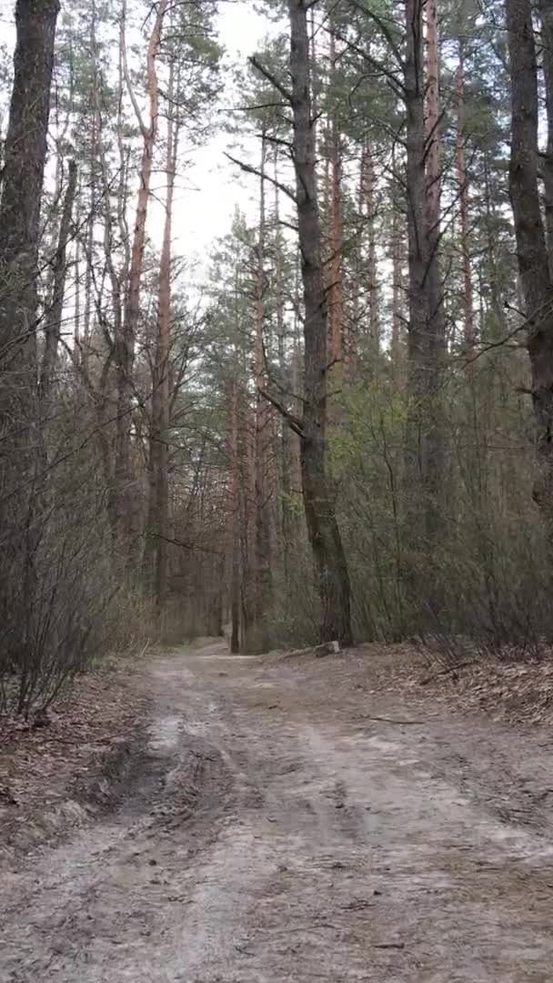 Vidéo verticale d'une route dans la forêt, au ralenti