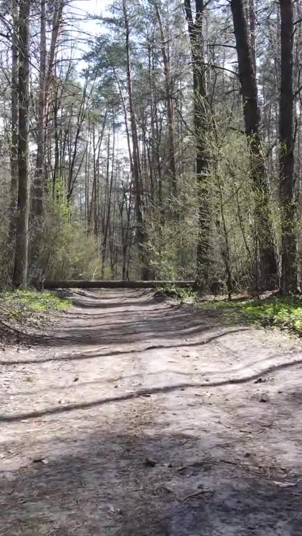 Vidéo verticale d'une route dans la forêt, au ralenti