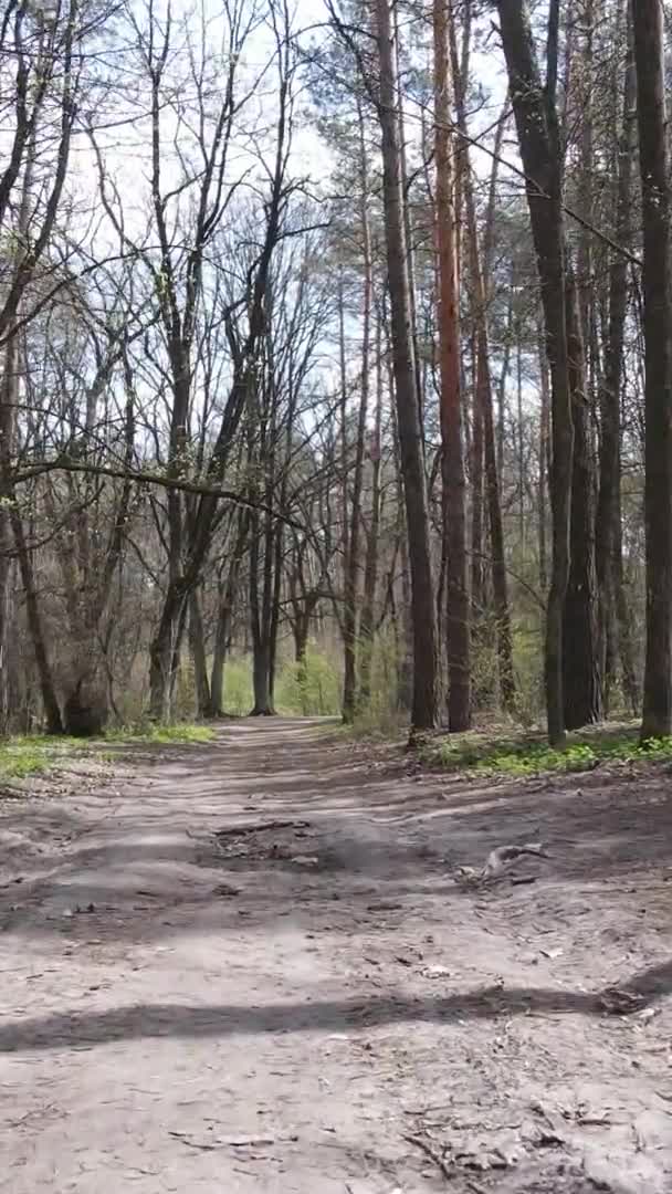 Vídeo vertical de uma estrada na floresta, câmera lenta — Vídeo de Stock