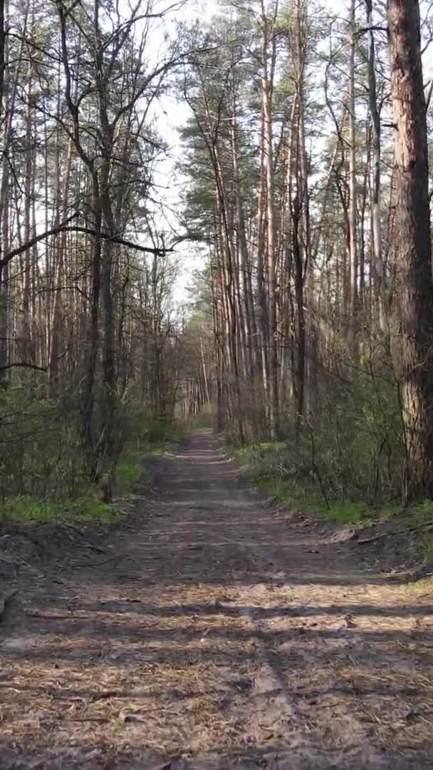 Vídeo vertical de un camino en el bosque, cámara lenta — Vídeos de Stock