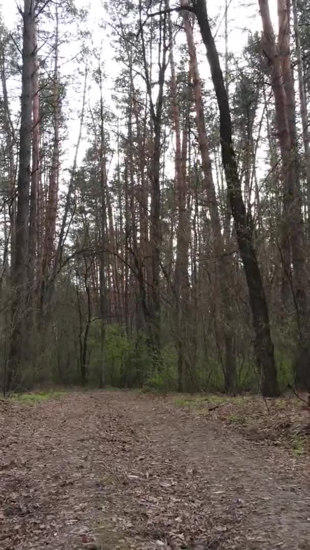 Вертикальное видео дороги в лесу, замедленная съемка — стоковое видео