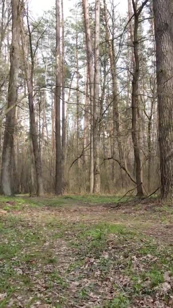 Vidéo verticale d'une route dans la forêt, au ralenti