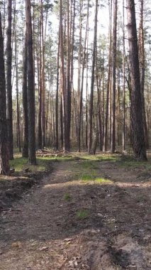 Ormandaki bir yolun dikey videosu, yavaş çekim.