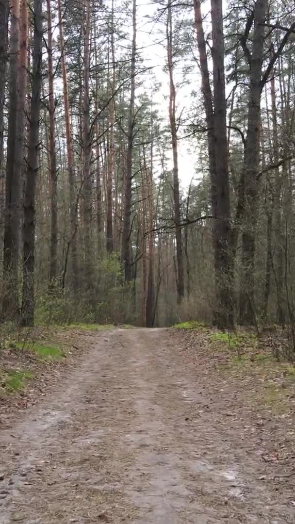 Vidéo verticale d'une route dans la forêt, au ralenti