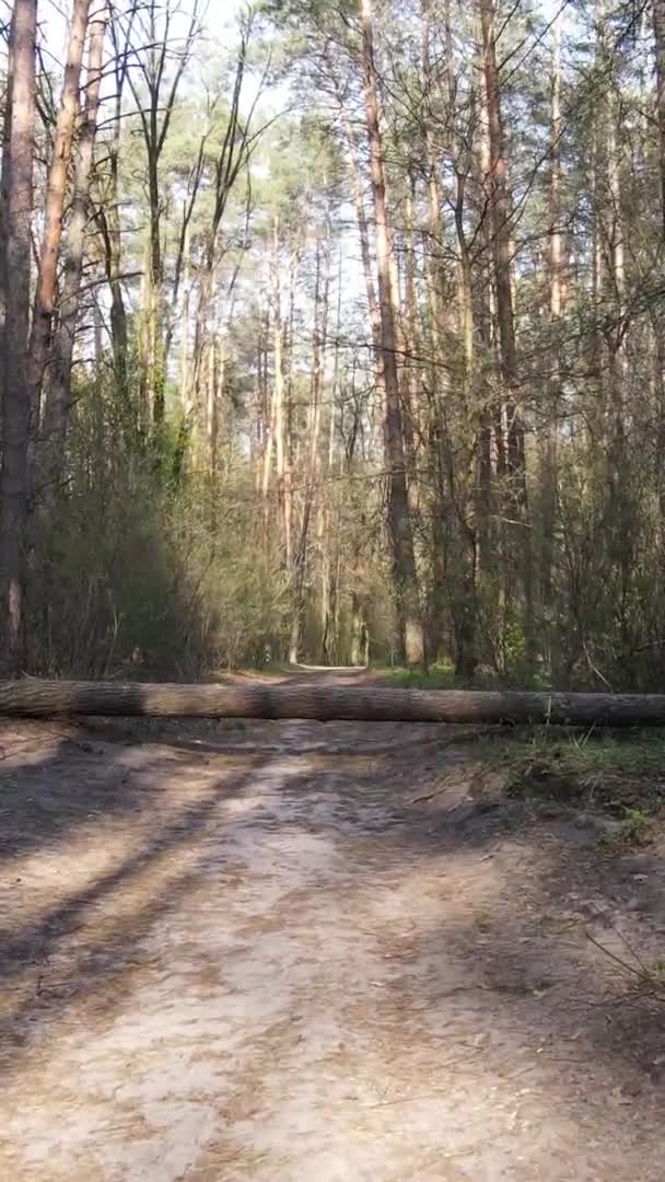 Vídeo vertical de un camino en el bosque, cámara lenta — Vídeo de stock