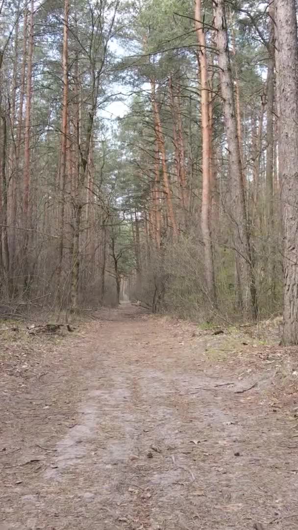 Függőleges videó egy erdei útról, lassított felvétel — Stock videók