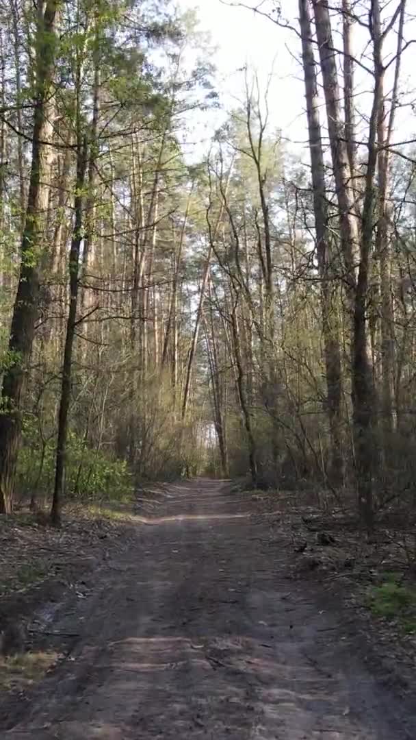 Vidéo verticale d'une route dans la forêt, au ralenti