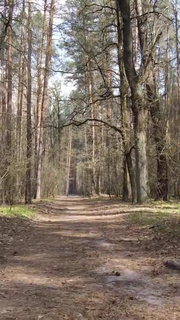 Vidéo verticale d'une route dans la forêt, au ralenti