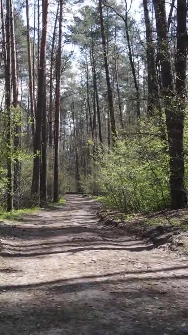 Vertical video of a road in the forest, slow motion — Stock Video