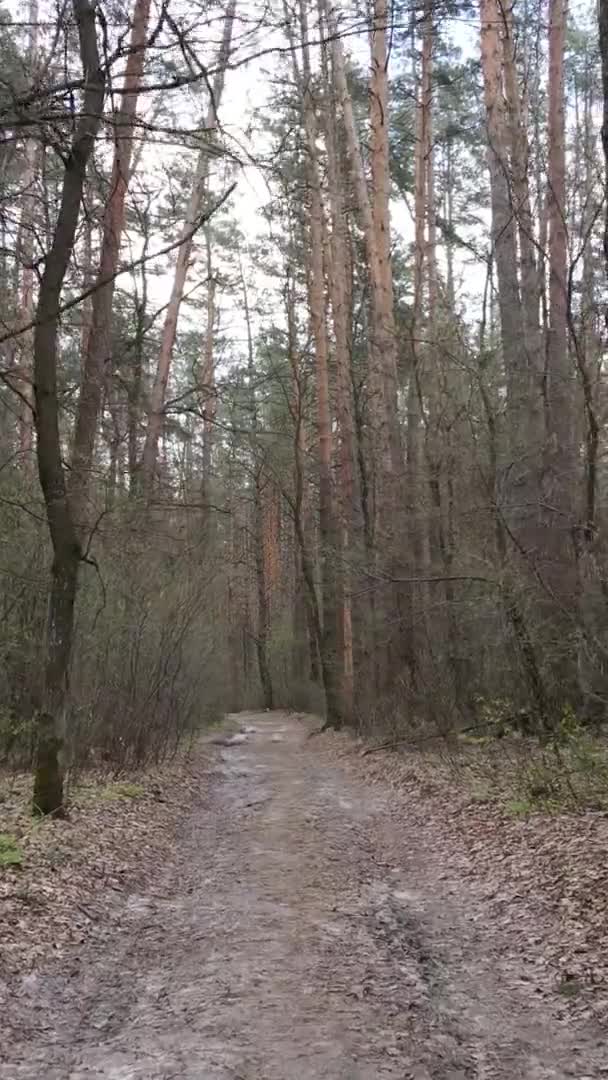Vidéo verticale d'une route dans la forêt, au ralenti