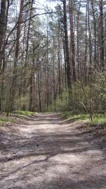 Ormandaki bir yolun dikey videosu, yavaş çekim.