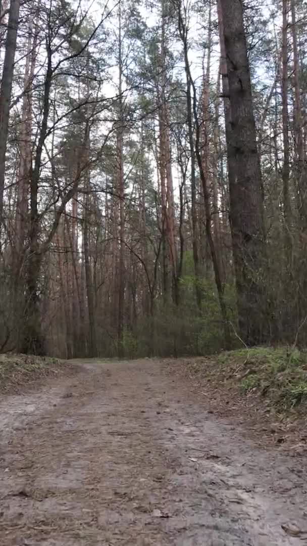 Vidéo verticale d'une route dans la forêt, au ralenti