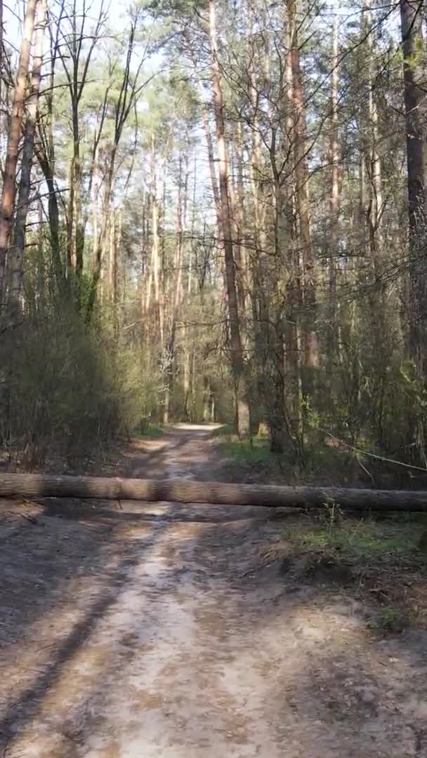 Вертикальное видео дороги в лесу, замедленная съемка — стоковое видео