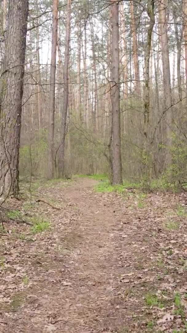 Vertikální video silnice v lese, zpomalený pohyb — Stock video