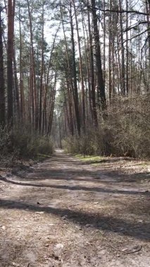 Ormandaki bir yolun dikey videosu, yavaş çekim.