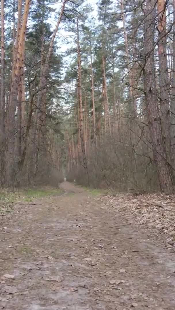 Vidéo verticale d'une route dans la forêt, au ralenti