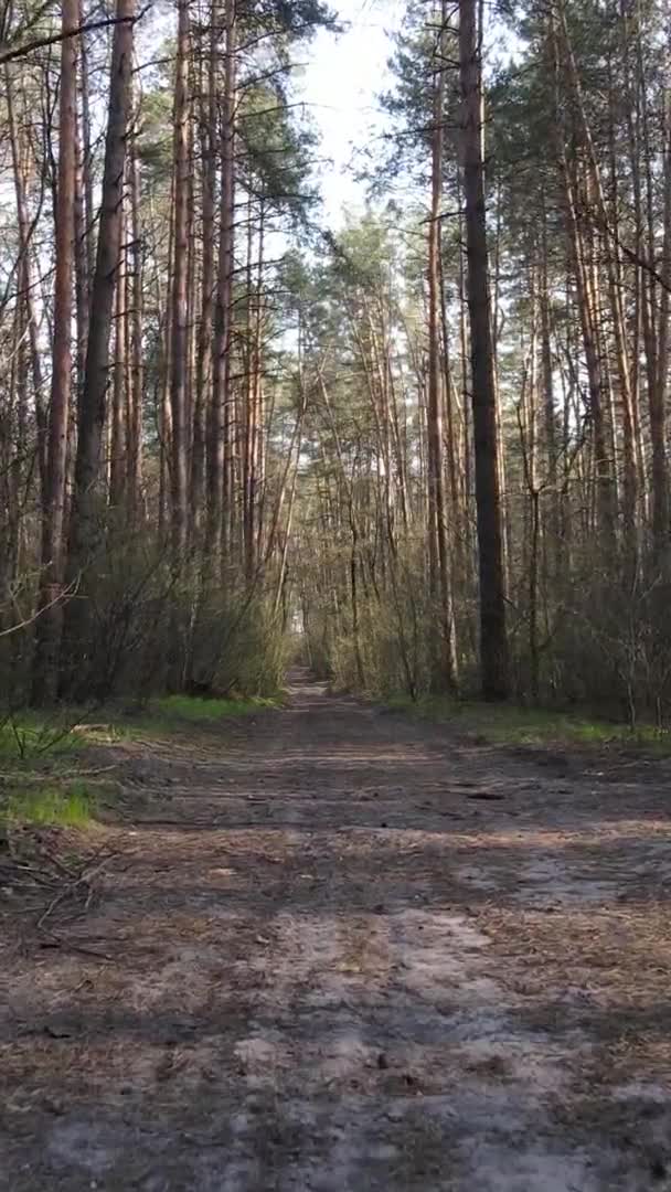 Vidéo verticale d'une route dans la forêt, au ralenti