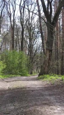 Ormandaki bir yolun dikey videosu, yavaş çekim.