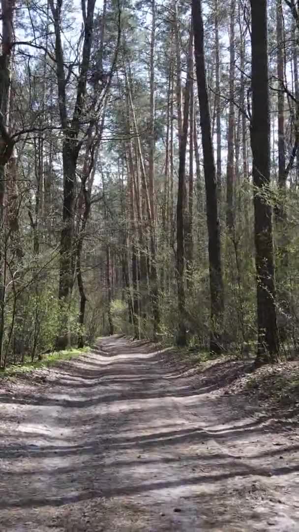 Vidéo verticale d'une route dans la forêt, au ralenti