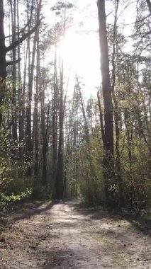 Ormandaki bir yolun dikey videosu, yavaş çekim.