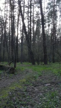 Ormandaki bir yolun dikey videosu, yavaş çekim.