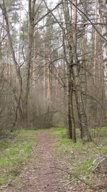 Ormandaki bir yolun dikey videosu, yavaş çekim.