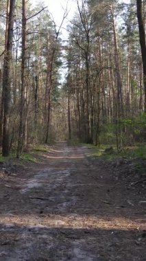 Ormandaki bir yolun dikey videosu, yavaş çekim.