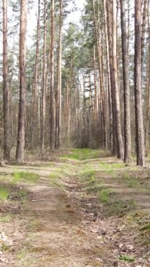 Ormandaki bir yolun dikey videosu, yavaş çekim.