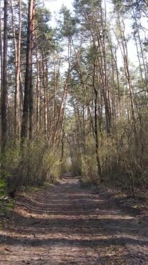 Ormandaki bir yolun dikey videosu, yavaş çekim.