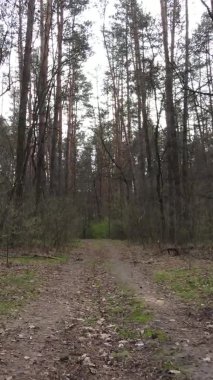 Ormandaki bir yolun dikey videosu, yavaş çekim.
