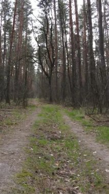 Ormandaki bir yolun dikey videosu, yavaş çekim.