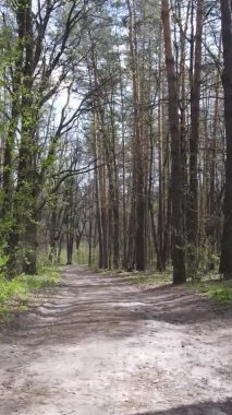 Ormandaki bir yolun dikey videosu, yavaş çekim.