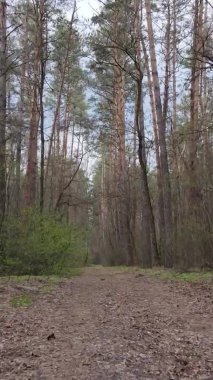 Ormandaki bir yolun dikey videosu, yavaş çekim.