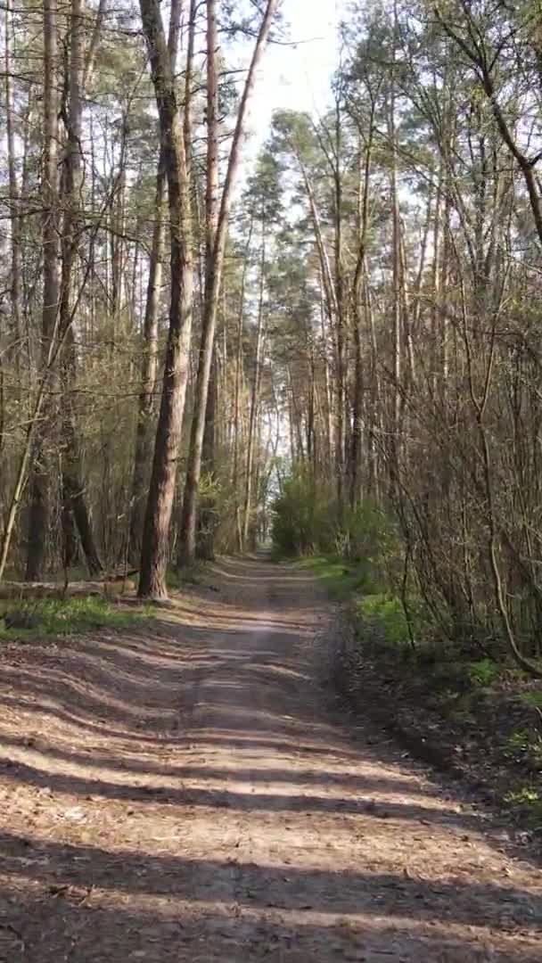 Vidéo verticale d'une route dans la forêt, au ralenti